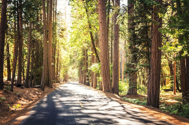 Premium Photo | Evergreen pine forest at yosemite national park