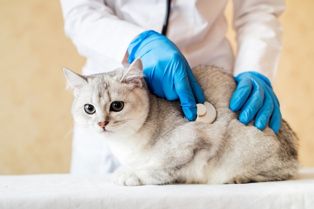 Premium Photo Examination Of A Cat By A Veterinarian In A Vet Clinic