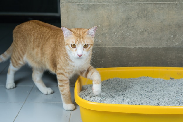 The excretion of cats is routine daily. Premium Photo