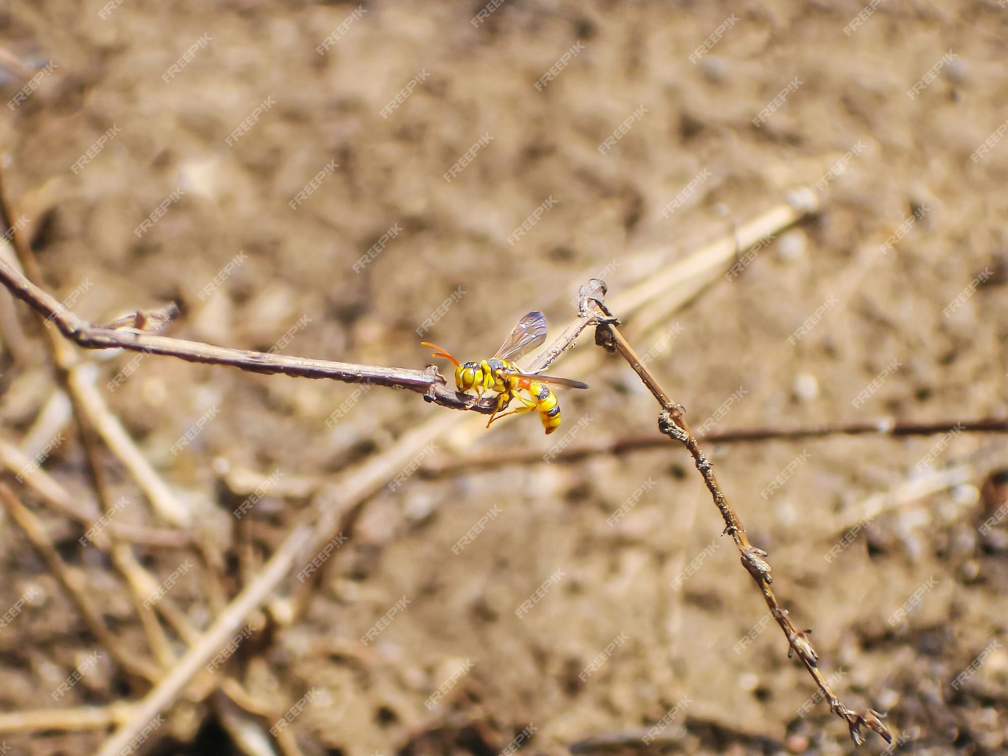 Premium Photo | Executioner wasp on branch