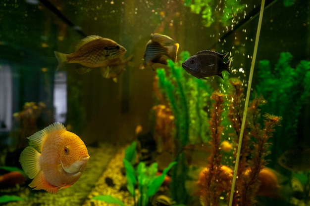 Premium Photo | Exotic fish swimming in water among plants behind glass ...