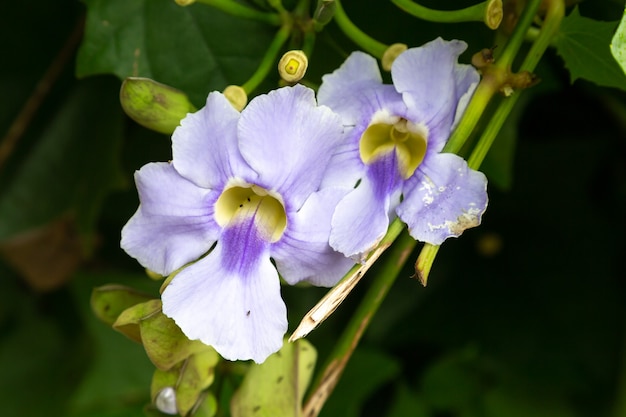 Premium Photo | The exotic flowers of the island of madagascar