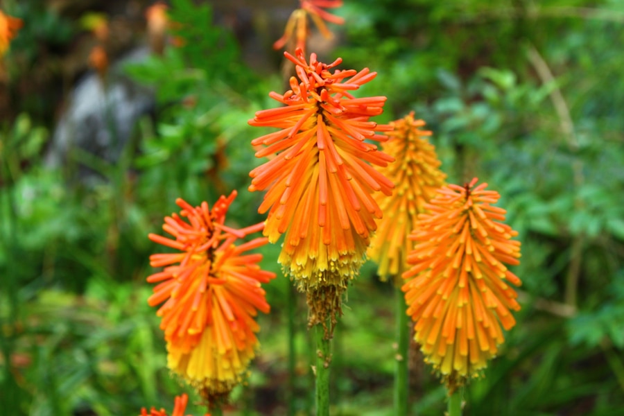 Premium Photo | Exotic orange flowers