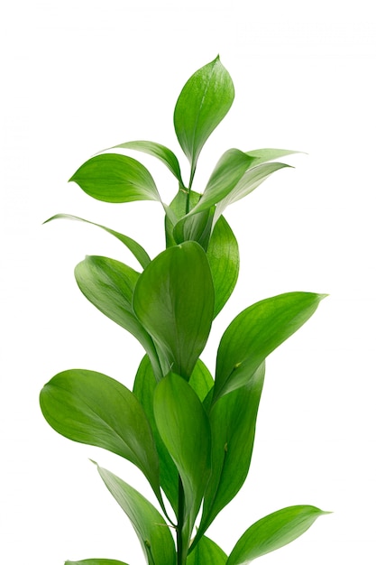 Premium Photo Exotic Plant Leaves Isolated 8398