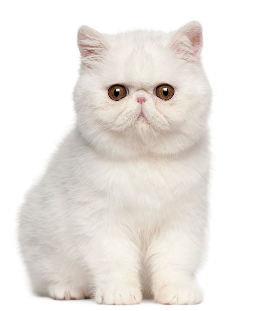 エキゾチックショートヘアの子猫 4ヶ月 エキゾチックショートヘアの子猫 プレミアム写真