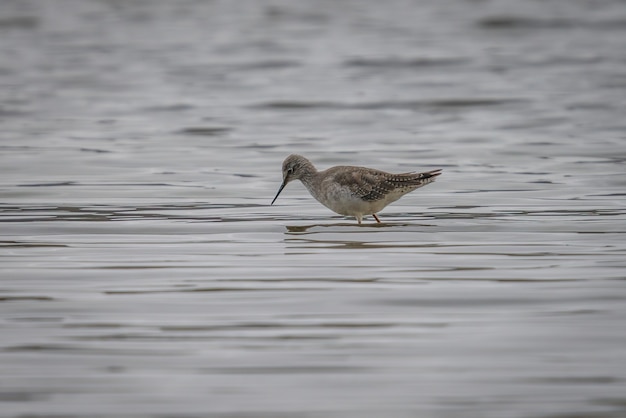 Free Photo | Eye-level shot of a long-legged wood sandpiper bird at the