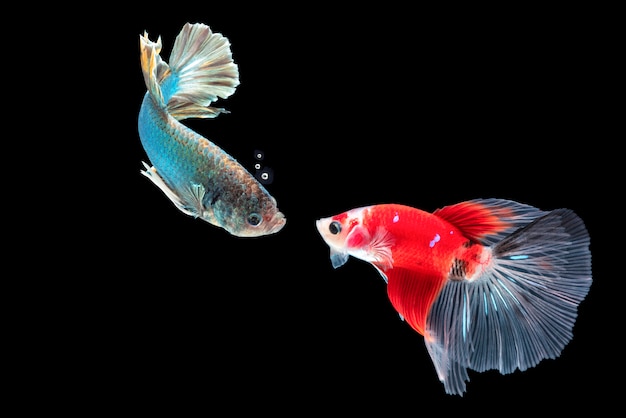 Premium Photo | Face to face of betta fish, siamese fighting fish ...