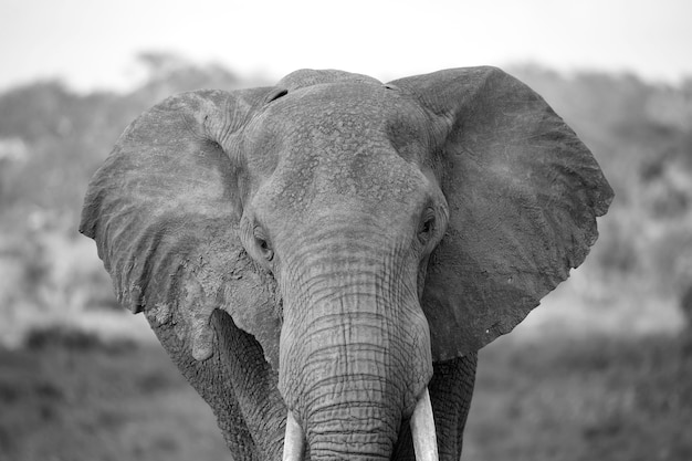 赤い象の顔を間近で撮影 プレミアム写真