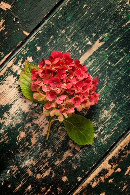 Premium Photo Fading Pink Hydrangea Flower Head