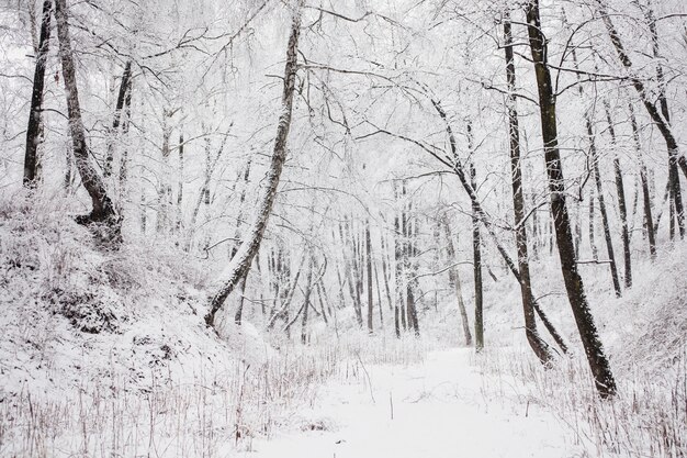 雪の中で妖精の冬の森 冬の時間です 豪雪 雪の中で木 美しい風景 木の幹と枝 プレミアム写真