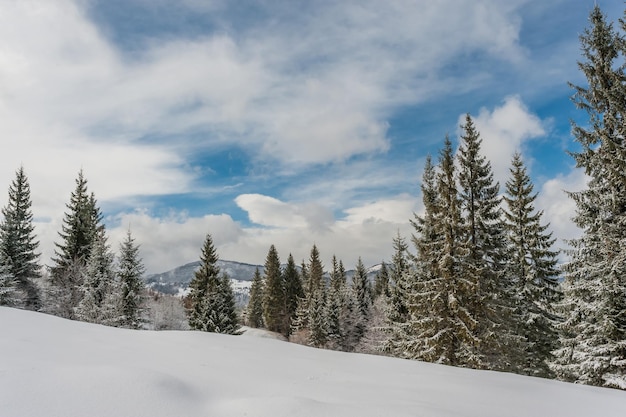 Premium Photo | Fairy winter forest with snow-covered fir trees and a ...