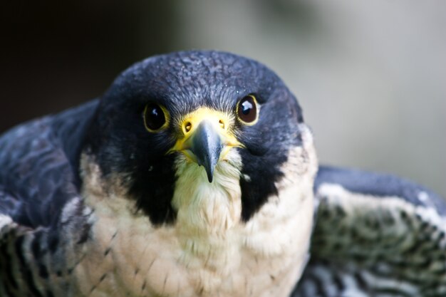 Falcon in a nature reserve, sutherland, scotland Premium Photo