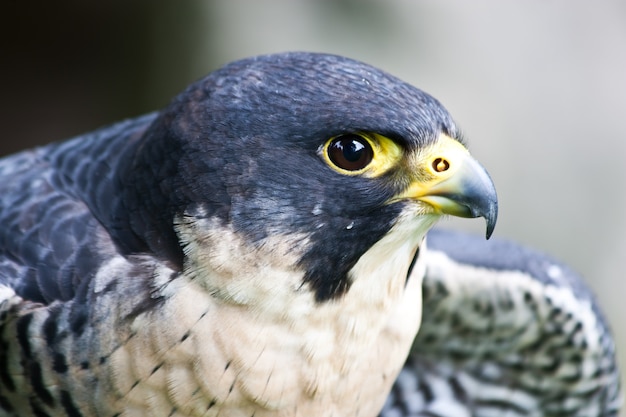 Premium Photo | Falcon in a nature reserve, sutherland, scotland