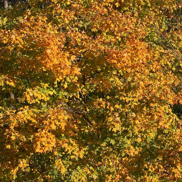 Free Photo | Fall colors, autumn leaves, yellow with green mix