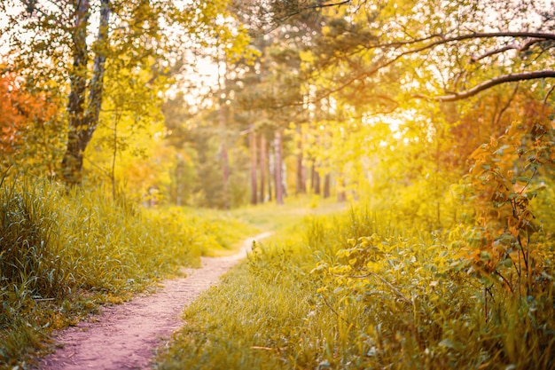 Premium Photo Fall Fall Forest Forest Landscape Autumn Nature Sunshine In Forest Sun Shines Through Trees Path In Natural Park With Autumn Trees