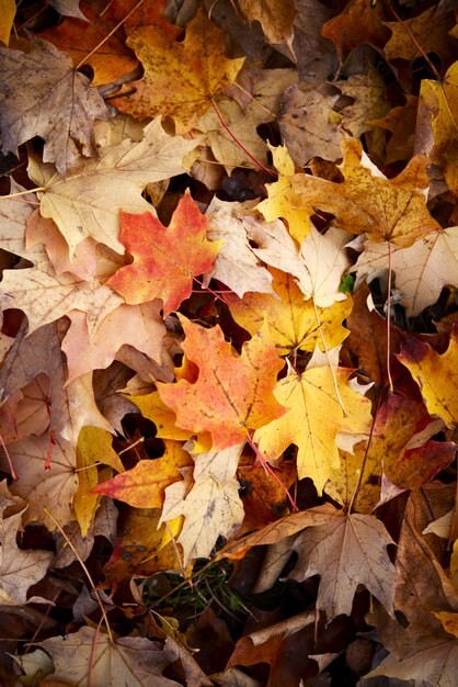 Fall leaves background Photo | Free Download