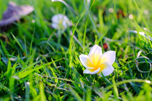 Premium Photo | Fallen flower