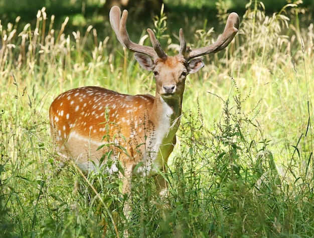 Premium Photo | Fallow deer in dyrehaven, klampenborg, denmark