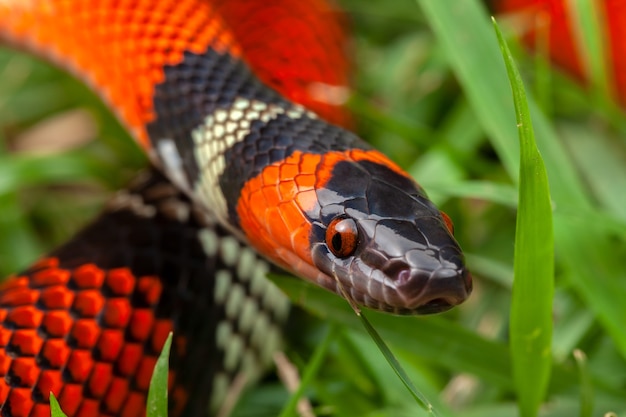 Premium Photo | False coral snake oxyrhopus guibei