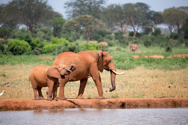 Семья слонов фото