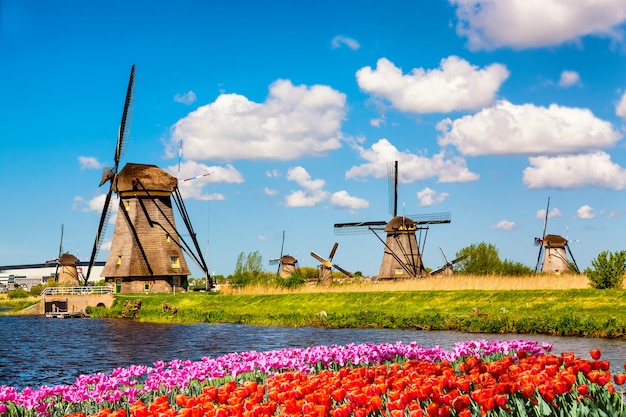 オランダのチューリップの花の花壇を持つキンデルダイク村の有名な風車 プレミアム写真