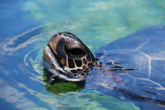 Premium Photo | Fantastic capture of a sea turtle swimming with his ...