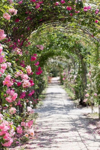 Premium Photo | Fantastic luxuriant rose garden path