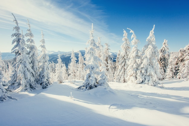 Premium Photo | Fantastic winter landscape in the mountains of ukraine