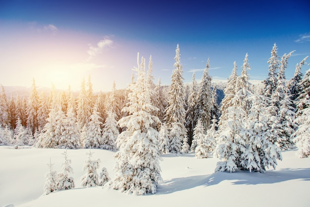 Premium Photo | Fantastic winter landscape in the mountains of ukraine