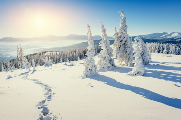 幻想的な冬の風景です アルパイン山脈の雪に覆われたクリスマスツリー プレミアム写真