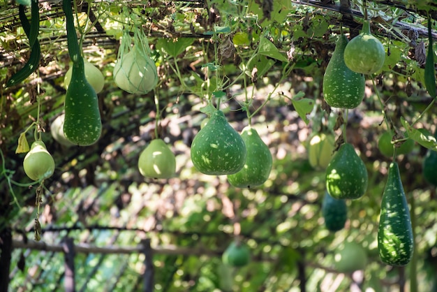 Premium Photo | The farm green calabash organic