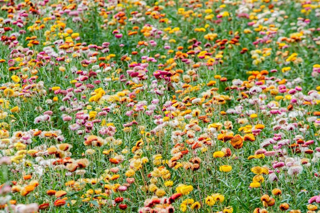 Premium Photo | Farm straw flower my garden