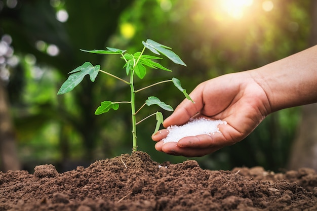 Farmer giving fertilizer young tree in garden Premium Photo