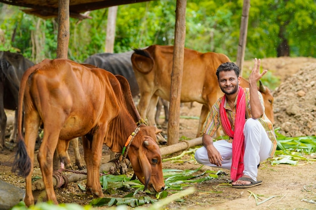 Premium Photo | Farmer giving food to cattle at his farm