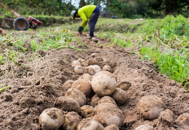 Premium Photo Farmer Harvesting Fresh Potatoes