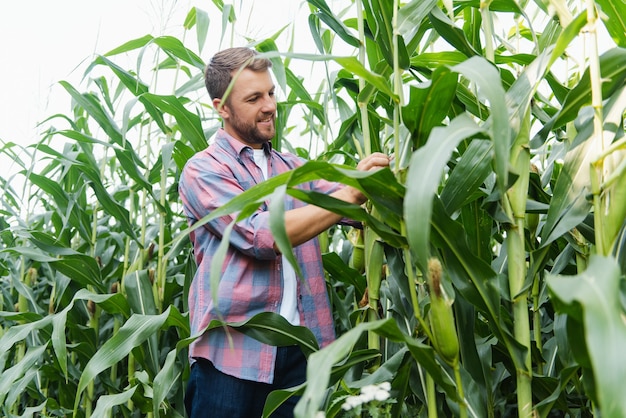 Premium Photo | Farmer inspecting corn field and looking away