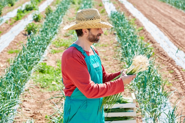 Premium Photo | Farmer Man Harvesting Onions In Mediterranean