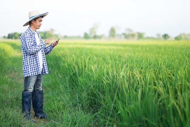 緑の稲作農家でスマートフォンを使用している農家の男性 デザイン用のコピースペースのある画像 プレミアム写真