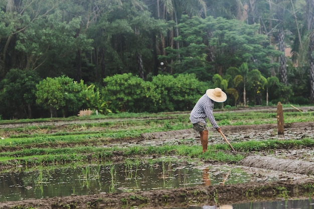 Premium Photo | Farmers are digging the soil in preparation for planting.