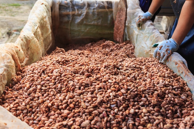 Premium Photo Farmers Are Fermenting Cocoa Beans To Make Chocolate