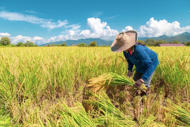Premium Photo | Farmers are harvesting rice in the hot sun: nan, thailand,  25 october 2018