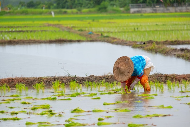 Premium Photo Farmers Are Planting Rice In The Farmfarmers Bend To