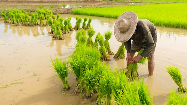 Premium Photo | Farmers are preparing rice varieties for planting ...