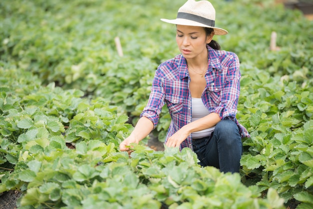 Farmers are working in strawberry farm Free Photo