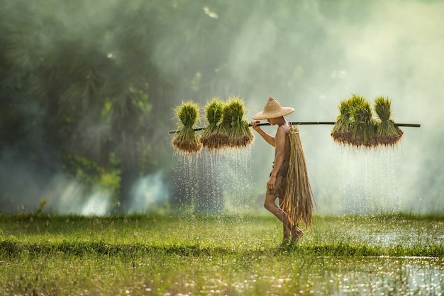 Premium Photo | Farmers grow rice in the rainy season. they were soaked ...