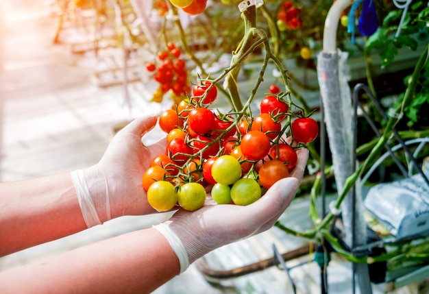 Premium Photo | Farmers hands with freshly harvested tomatoes. woman ...