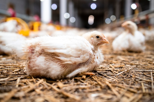 Premium Photo Fast Growing Chicken Lying At Poultry Farm For Industrial Meat Production 