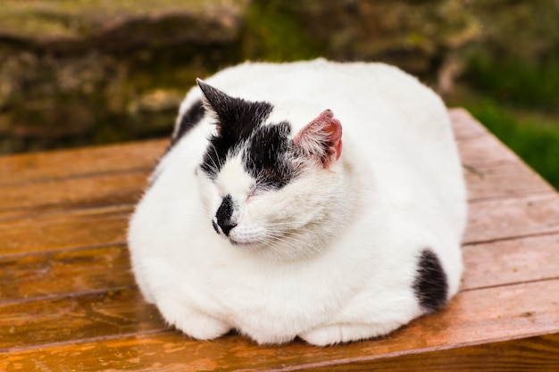 座っている太った猫  プレミアム写真