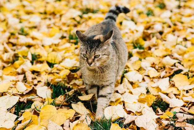  Fat cat walking  on autumn leaves Photo Free Download