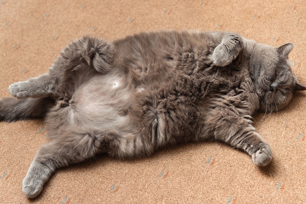 Premium Photo | Fat fluffy british cat lying on the floor